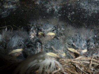 Wildlife on Isle of May